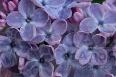 Сирень обыкновенная Марта Стюарт Syringa vulgaris Martha Stewart