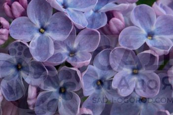 Сирень обыкновенная Марта Стюарт Syringa vulgaris Martha Stewart