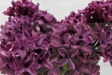 Сирень обыкновенная Николай Михайлов Syringa vulgaris Nikolai Mikhailov