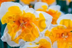 Нарцисс разрезнокорончатый Оранжери Narcissus Orangery