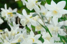 Нарцисс жонкиллиевидный Сэйлбоут Narcissus Sailboat