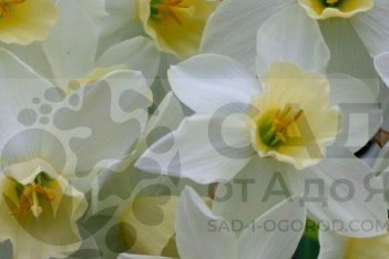 Нарцисс Сэйлбоут Narcissus Sailboat