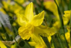 Нарцисс Еллоу Сэйлбоут Narcissus Yellow Sailboat