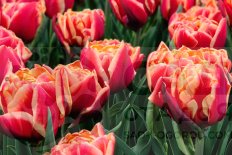 Тюльпан махровый поздний Дабл Фокус Tulipa Double Focus