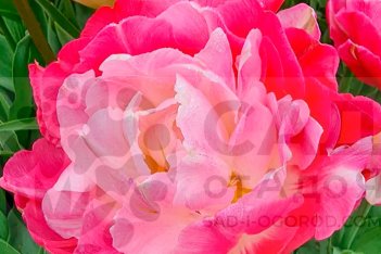 Тюльпан махровый Дабл Шугар Tulipa Double Sugar