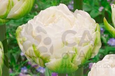 Тюльпан махровый пионовидный Вайт Маунтин Tulipa White Mountain