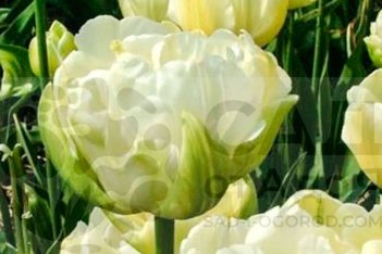 Тюльпан махровый пионовидный Вайт Маунтин Tulipa White Mountain