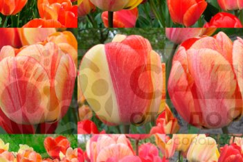 Тюльпан Гудошник дарвинов гибрид Tulipa darwin hybride Gudoshnik