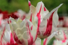 Тюльпан лилиецветный Мерилин Tulipa Marilyn