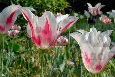 Тюльпан лилиецветный Мерилин Tulipa Marilyn