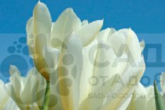 Тюльпан Фостера Пуриссима Tulipa Purissima