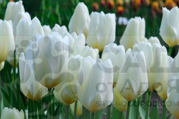 Тюльпан Фостера Пуриссима Tulipa Purissima