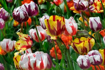 Тюльпан Рембрандт микс Tulipa Rembrant Mix