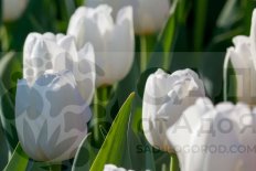 Тюльпан триумф Уайт Марвел Tulipa White Marvel