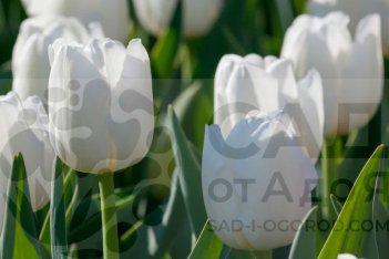Тюльпан триумф Уайт Марвел Tulipa White Marvel