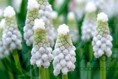 Мускари Сибериан Тайгер Muscari Siberian Tiger