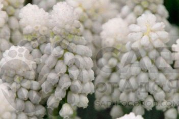 Мускари Сибериан Тайгер Muscari Siberian Tiger