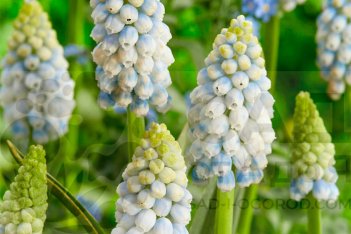 Мускари Аляска Muscari Alaska