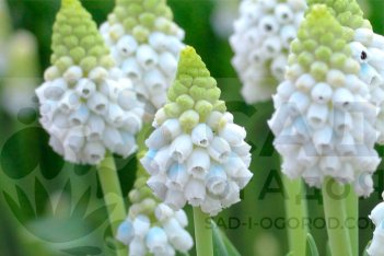 Мускари Аляска Muscari Alaska