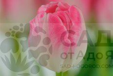 Тюльпан Апстар махровый поздний Tulipa Upstar