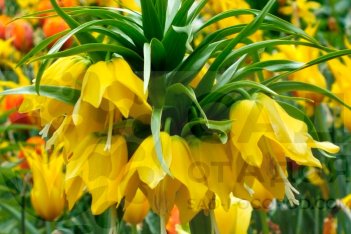 Рябчик Максима Лютеа императорский Fritillaria imperialis Maxima Lutea
