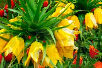 Рябчик Максима Лютеа императорский Fritillaria imperialis Maxima Lutea