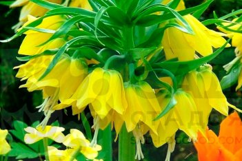 Рябчик Максима Лютеа императорский Fritillaria imperialis Maxima Lutea