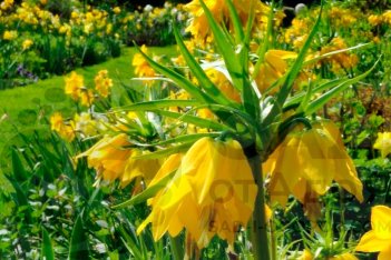 Рябчик Максима Лютеа императорский Fritillaria imperialis Maxima Lutea