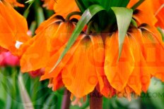 Рябчик Рубра Максима императорский Fritillaria imperialis Rubra Maxima