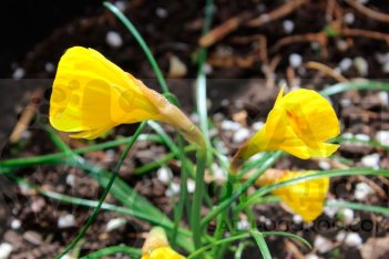Нарцисс брандушка Даймонд Ринг Narcissus bulbocodium conspicuus Diamond Ring