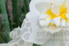 Нарцисс Вайт Чирфулнесс Narcissus White Cheerfulness