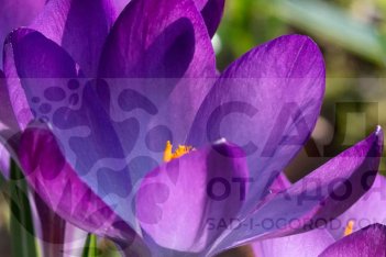 Крокус Блю Оушн крупноцветковый Crocus Blue Ocean