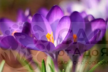 Крокус Блю Оушн крупноцветковый Crocus Blue Ocean