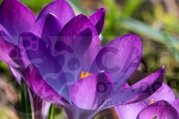 Крокус крупноцветковый Блю Оушн Crocus Blue Ocean
