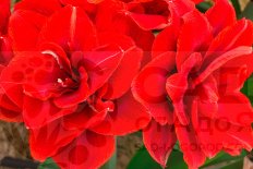 Гиппеаструм Черри Нимф Hippeastrum Cherry Nymph