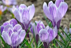 Крокус Кинг оф Страйпед Crocus King of the Striped