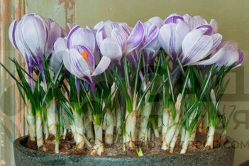 Крокус Кинг оф Страйпед Crocus King of the Striped