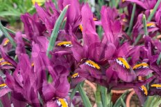 Ирис Джей Эс Дийт сетчатый Iris reticulata J.S. Dijt