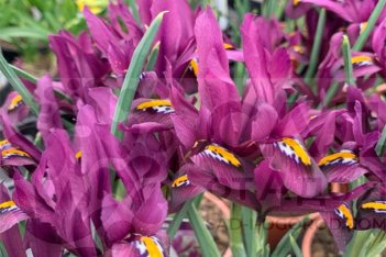 Ирис Джей Эс Дийт сетчатый Iris reticulata J.S. Dijt