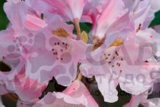 Рододендрон Роза Вольке якушиманский Rhododendron yakushimanum Rosa Wolke