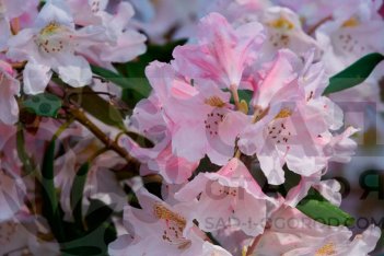 Рододендрон Роза Вольке якушиманский Rhododendron yakushimanum Rosa Wolke