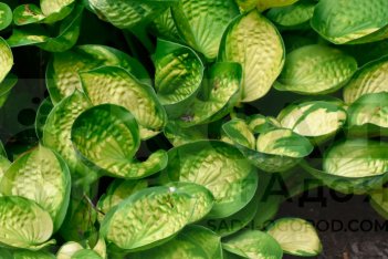 Хоста Рейнфорест Санрайз Hosta hybrid Rainforest Sunrise