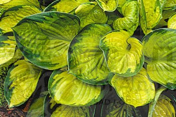 Хоста Рейнфорест Санрайз Hosta hybrid Rainforest Sunrise