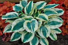 Хоста Блю Айвори Hosta Blue Ivory
