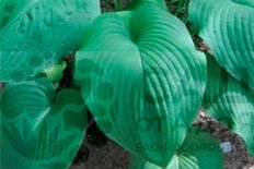Хоста Ти Рекс Hosta T Rex