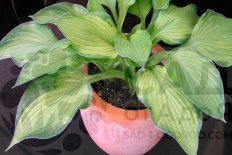 Хоста Шармон Hosta hybrid Sharmon