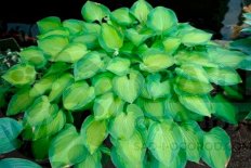 Хоста Свит Хоум Чикаго Hosta hybrid Sweet Home Chicago