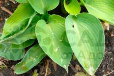 Хоста Голден Медальон Hosta Golden Medallion