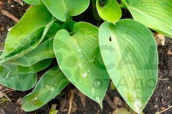 Хоста Голден Медальон Hosta Golden Medallion