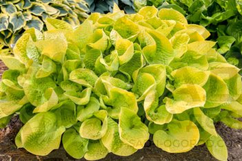Хоста Мауи Баттеркапс Hosta hybrid Maui Buttercups